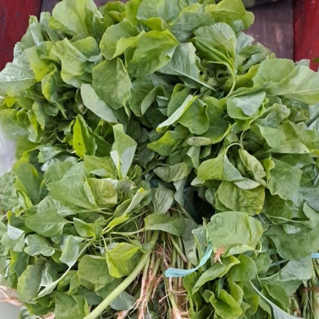 

Bayam Bayem Segar Bandung