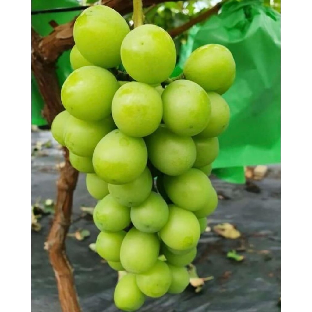 Pohon Anggur Import Shane Muscat Bibit Tanaman Pohon Buah Anggur Muscat