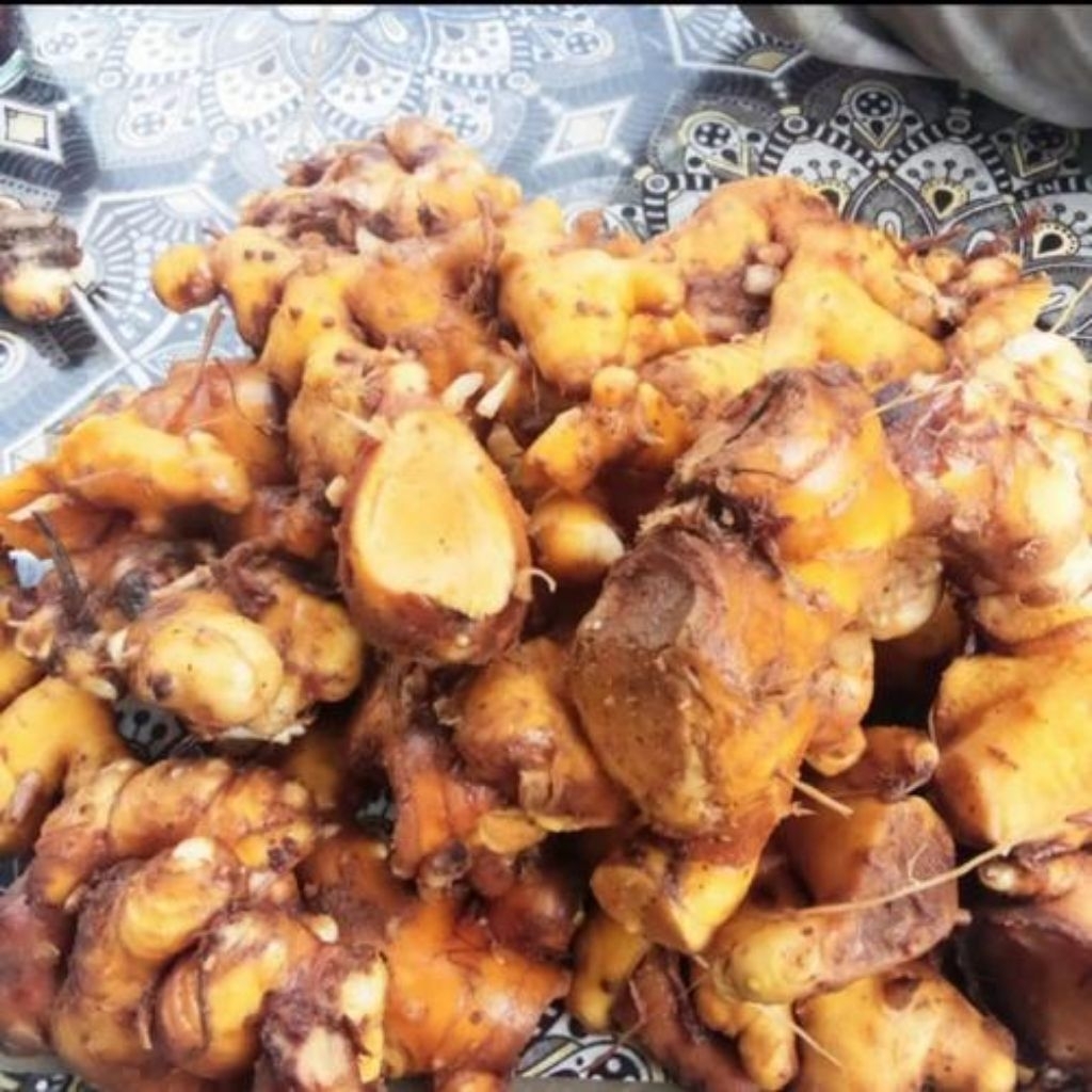 

bangle segar / panglay segar organik langsung dari pohon