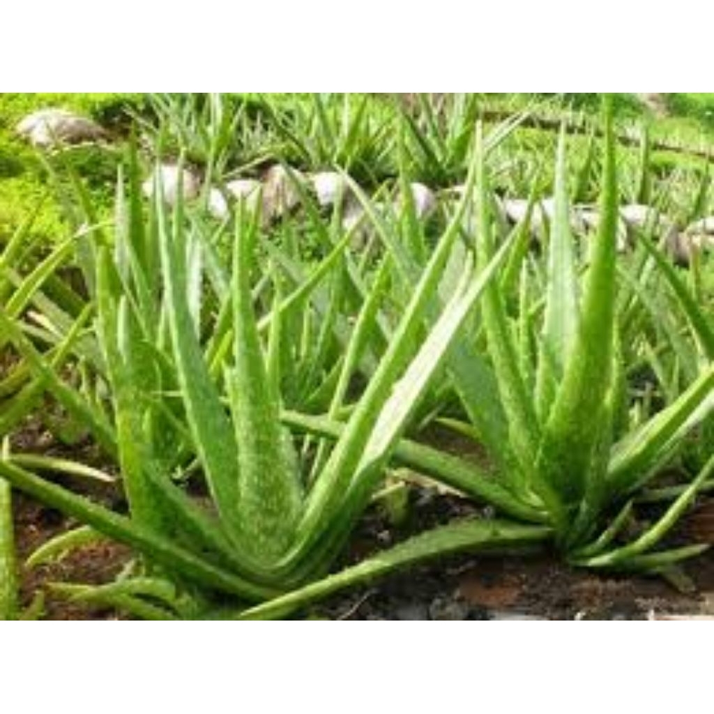 

Lidah Buaya Segar - Pelepah Lidah Buaya untuk Perawatan Kulit Rambut & Kesehatan Umum