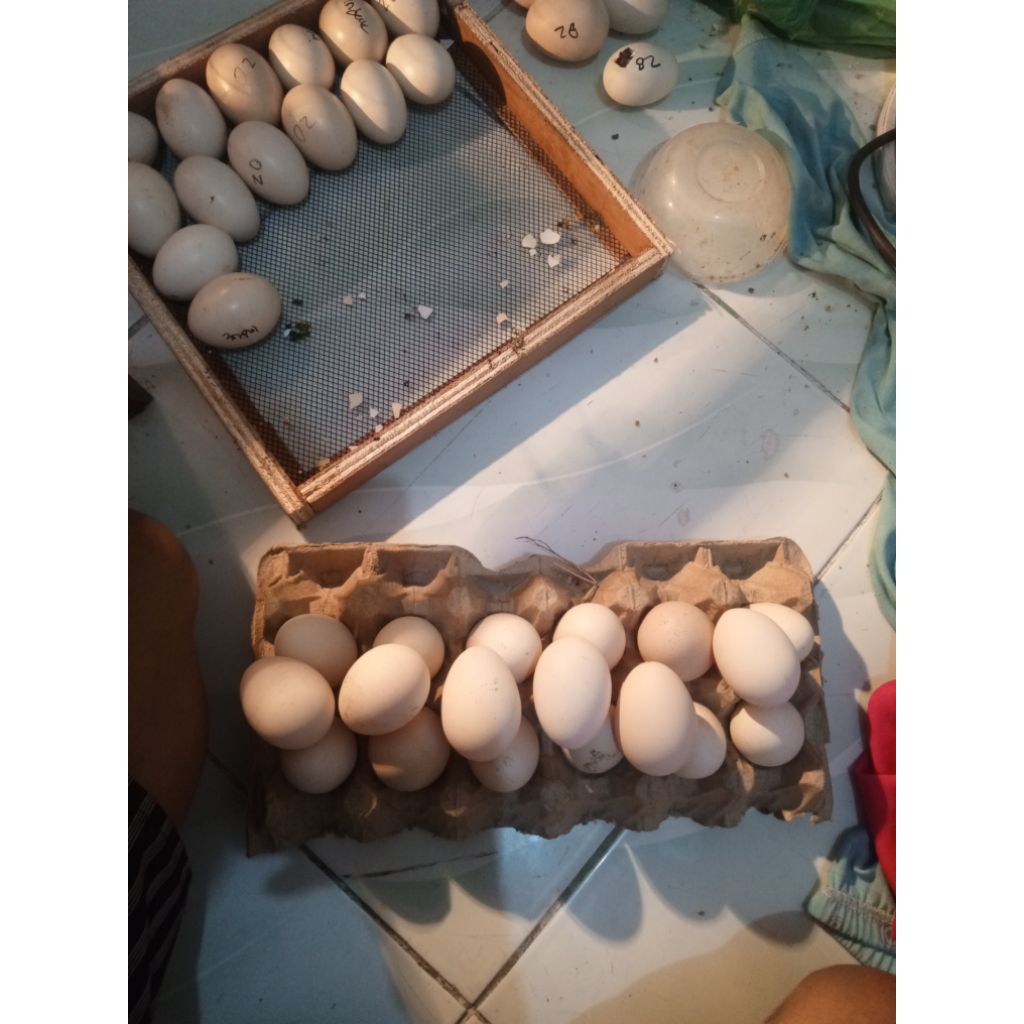 

telur fertil ayam kub x mardi