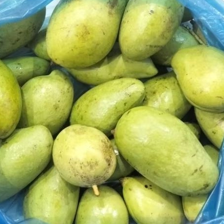 

mangga muda 1kg