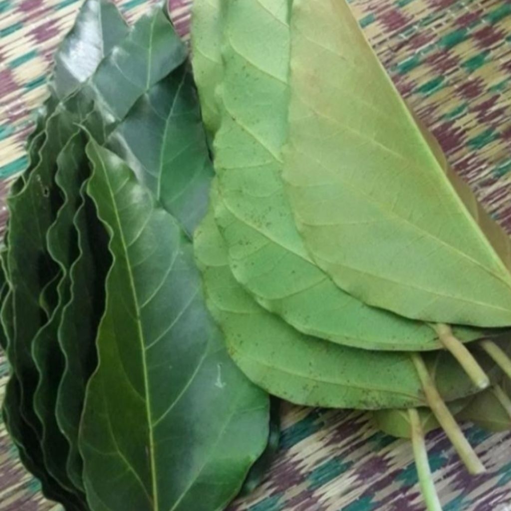 

daun kemiri pilihan terbaik untuk 1kg