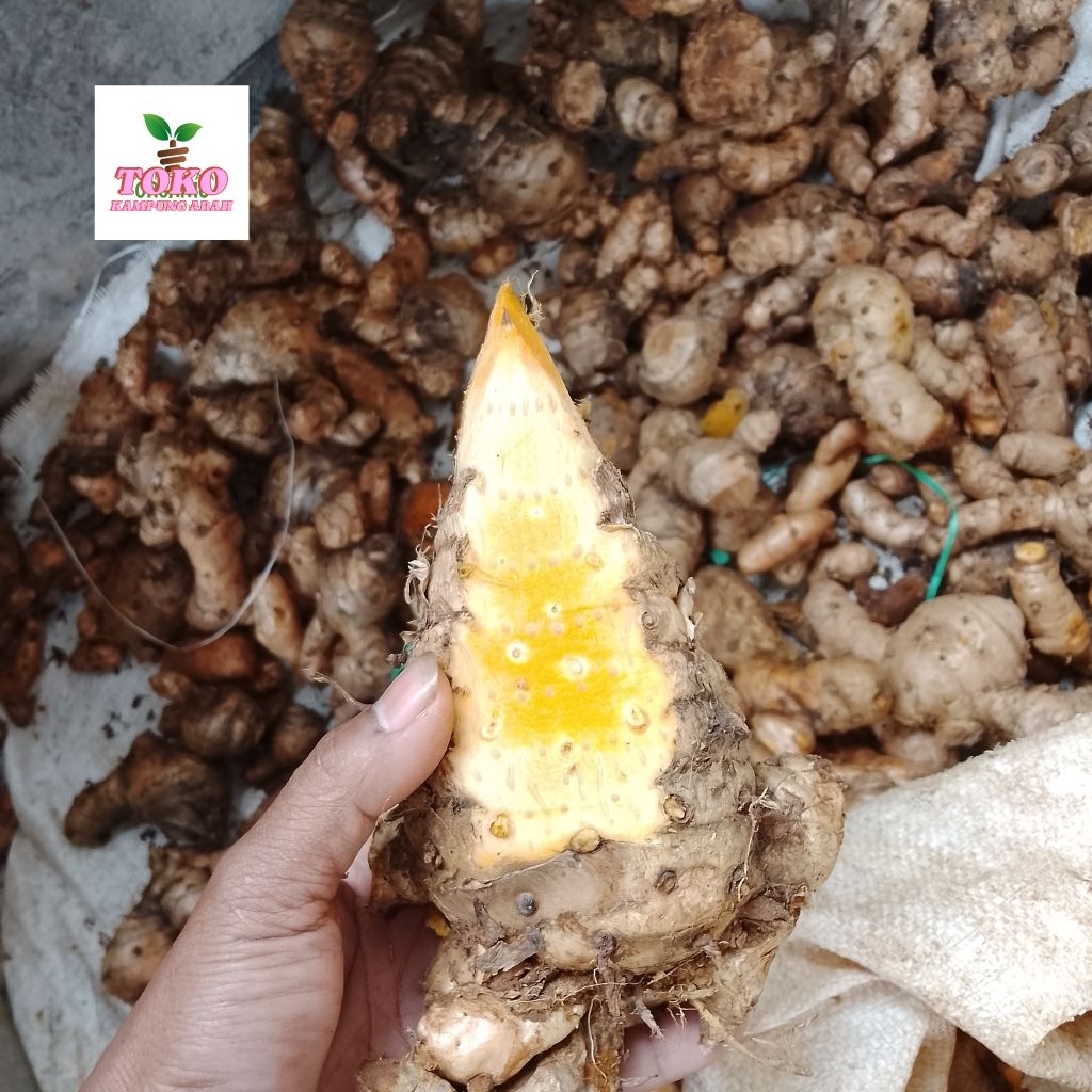 

temulawak organik 1 kg fresh