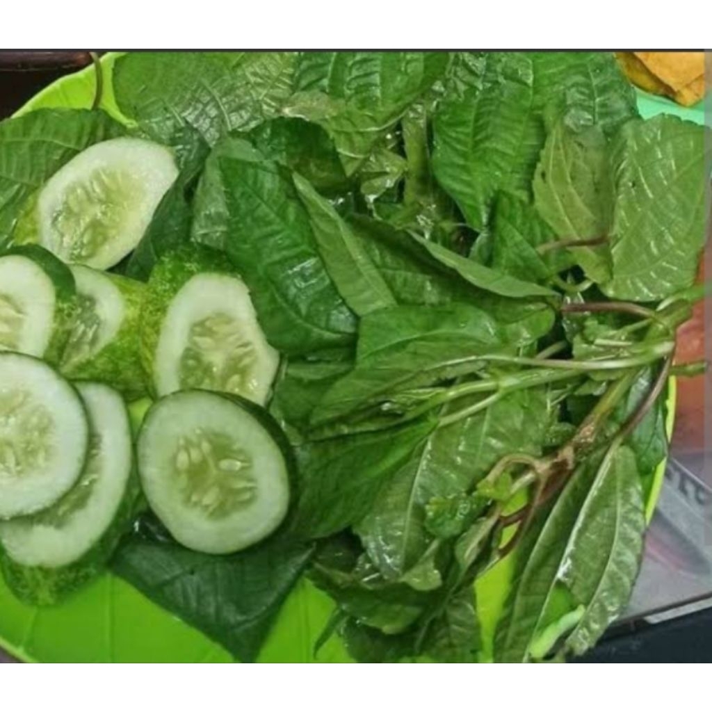 

daun pohpohan 500grm