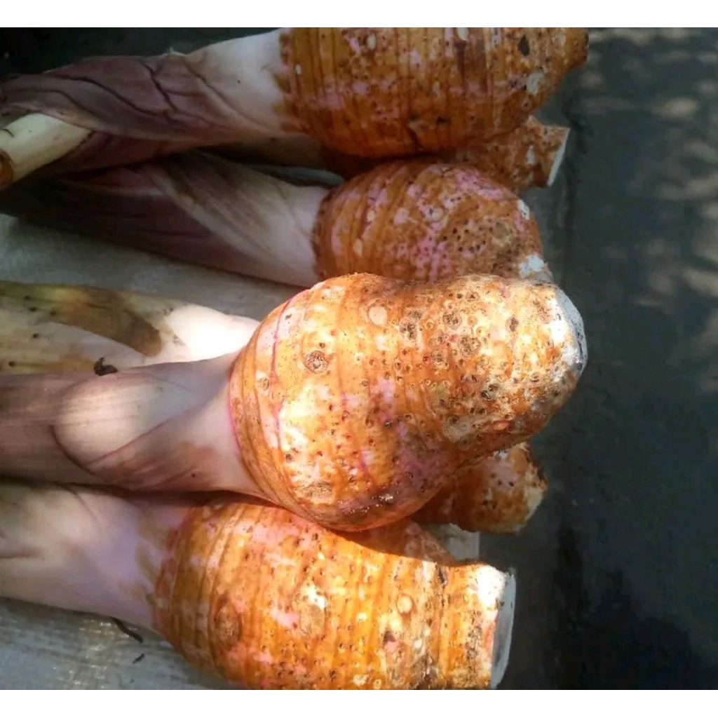 

talas bogor asli berat 1kg isi1 buah