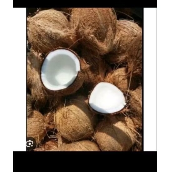 

KELAPATUA/SANTAN/KELAPA