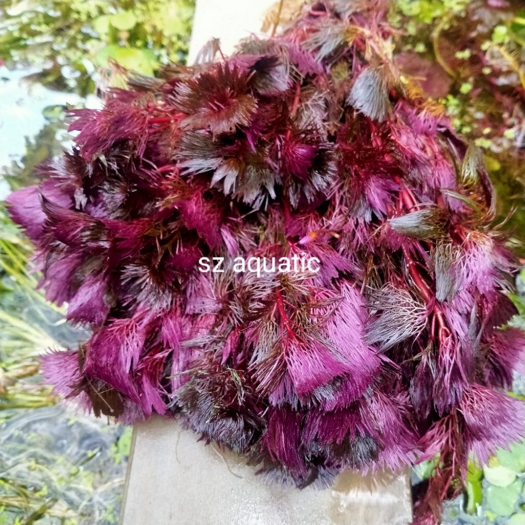 cabomba super red tanaman aquascape