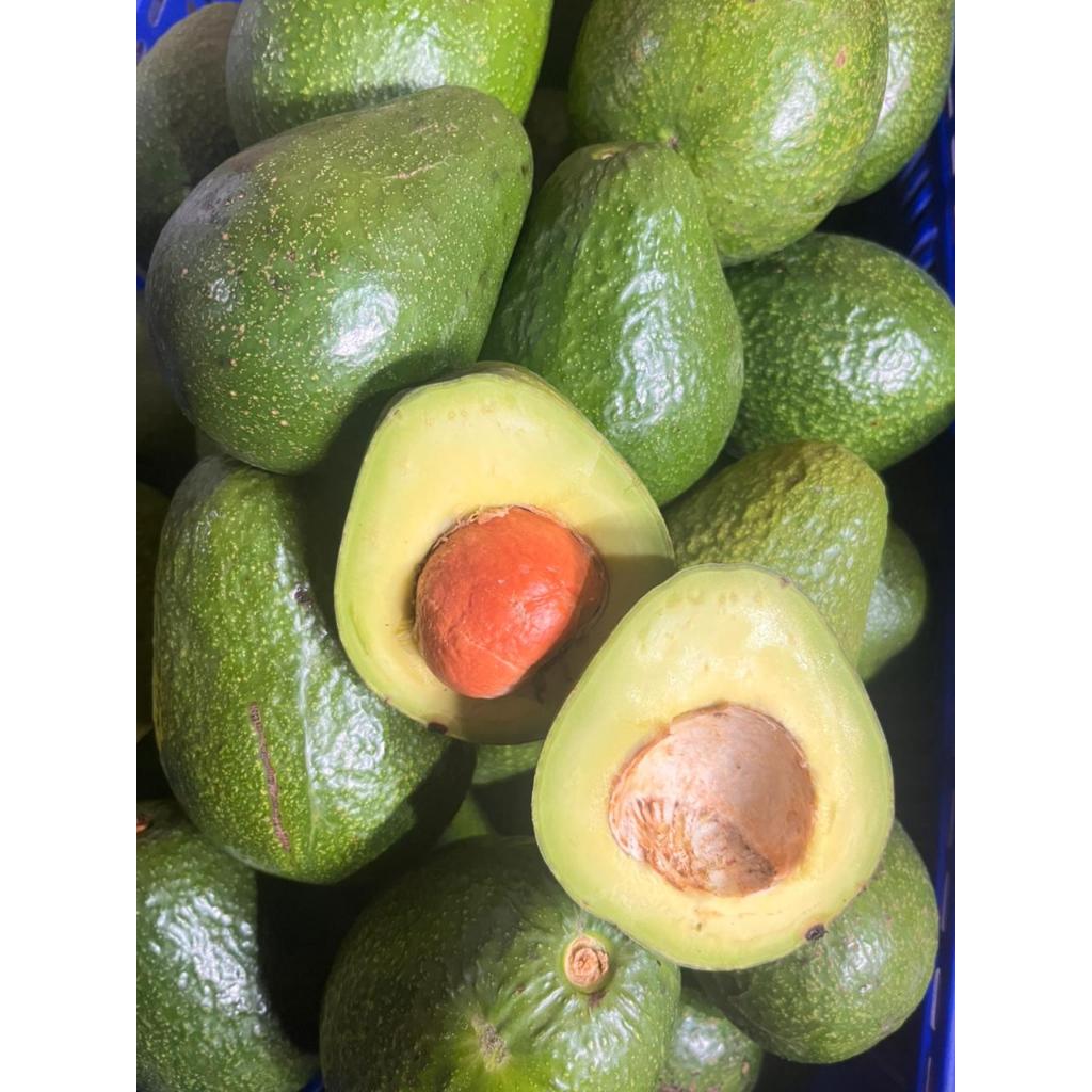 

Avocagood Alpukat Mentega Ukuran Sedang 45 per Kg Pulen Creamy
