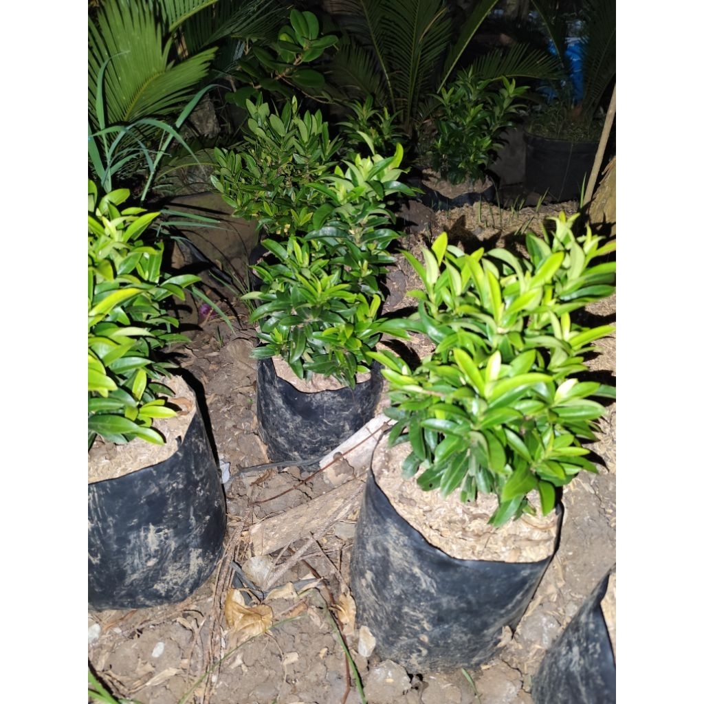 bahan bonsai asoka