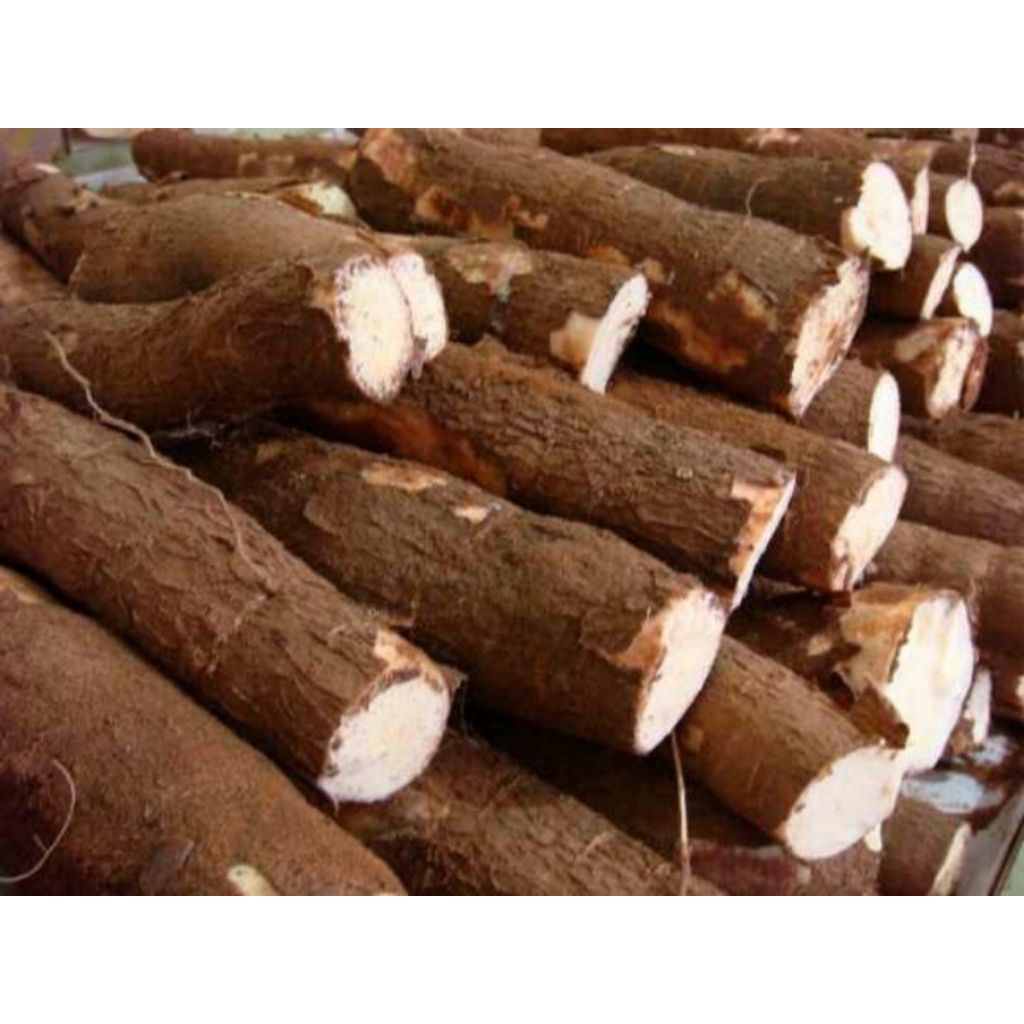 

umbi singkong fresh dadakan size 1 kg