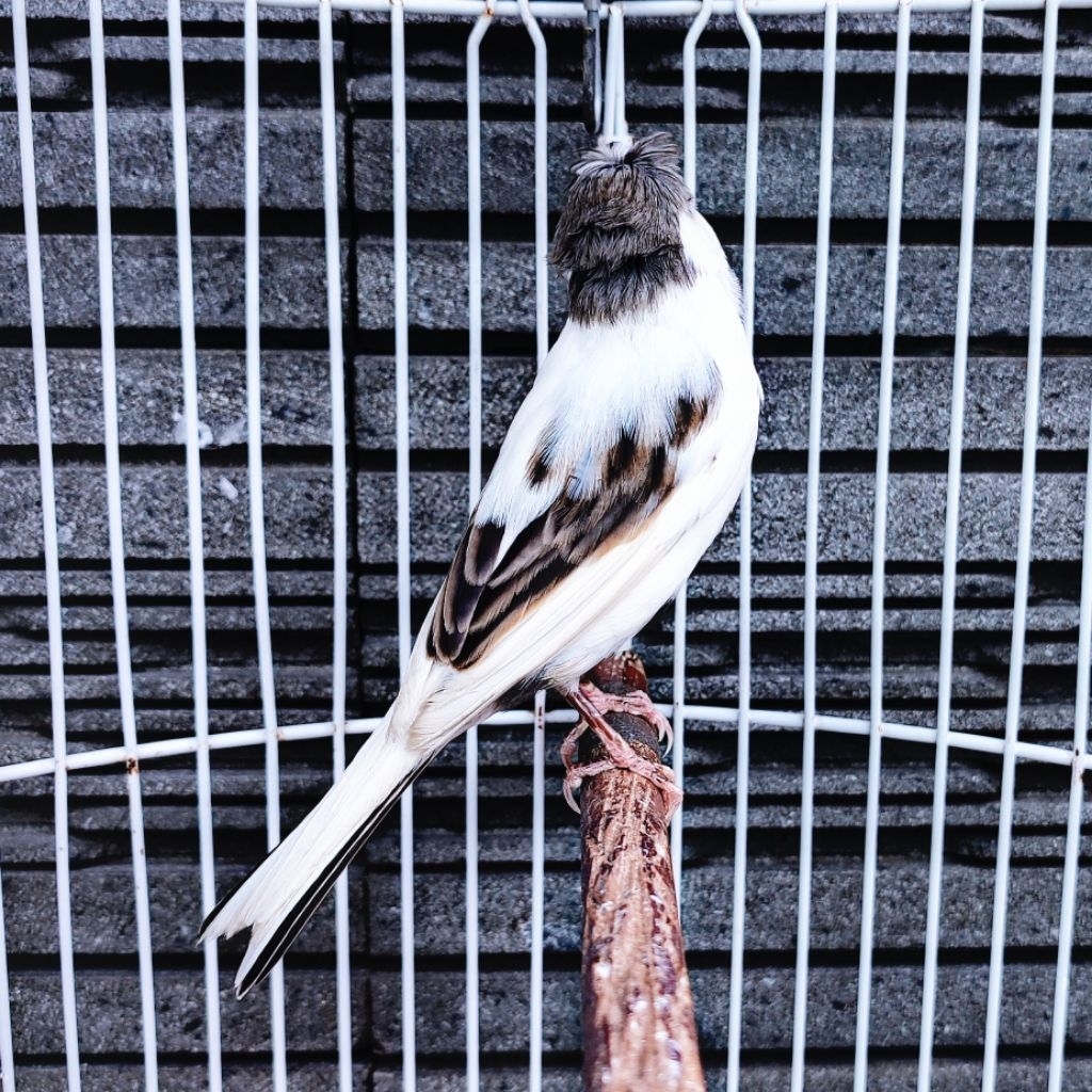 Kenari Jambul/Gloster Panda Simetris - Jantan Gacor (Only Instant Delivery)