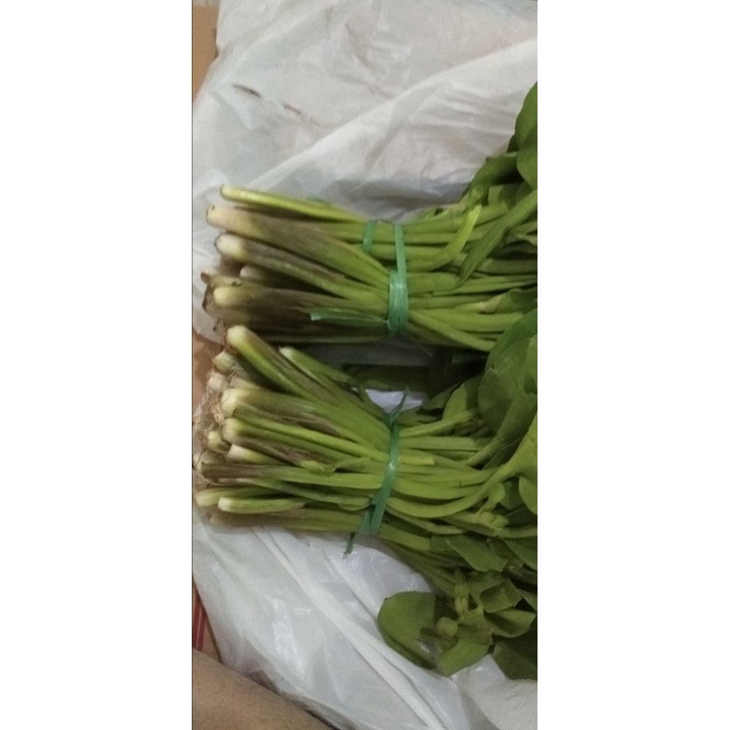 

Sayur Genjer Kenjer segar per ikat