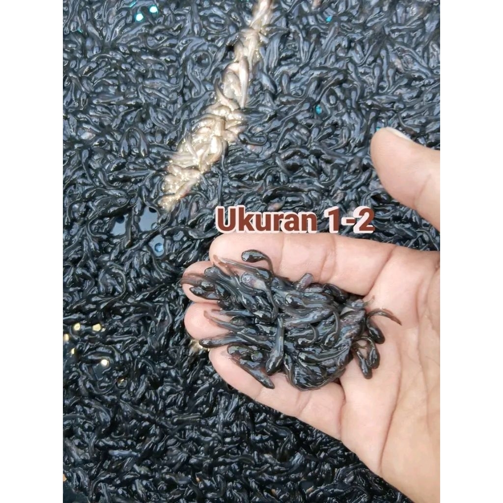Bibit ikan lele ukuran 1-2cm paketan isi 500