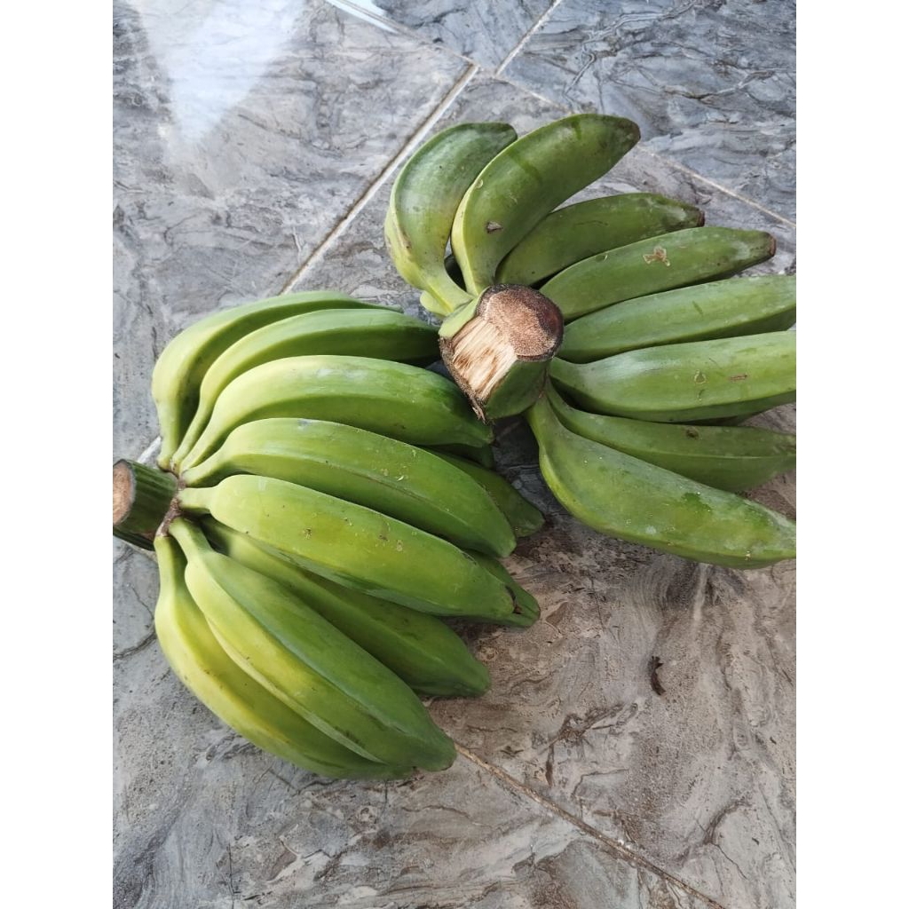 

PISANG BATU PISANG KLUTUK MUDA PERSISIR