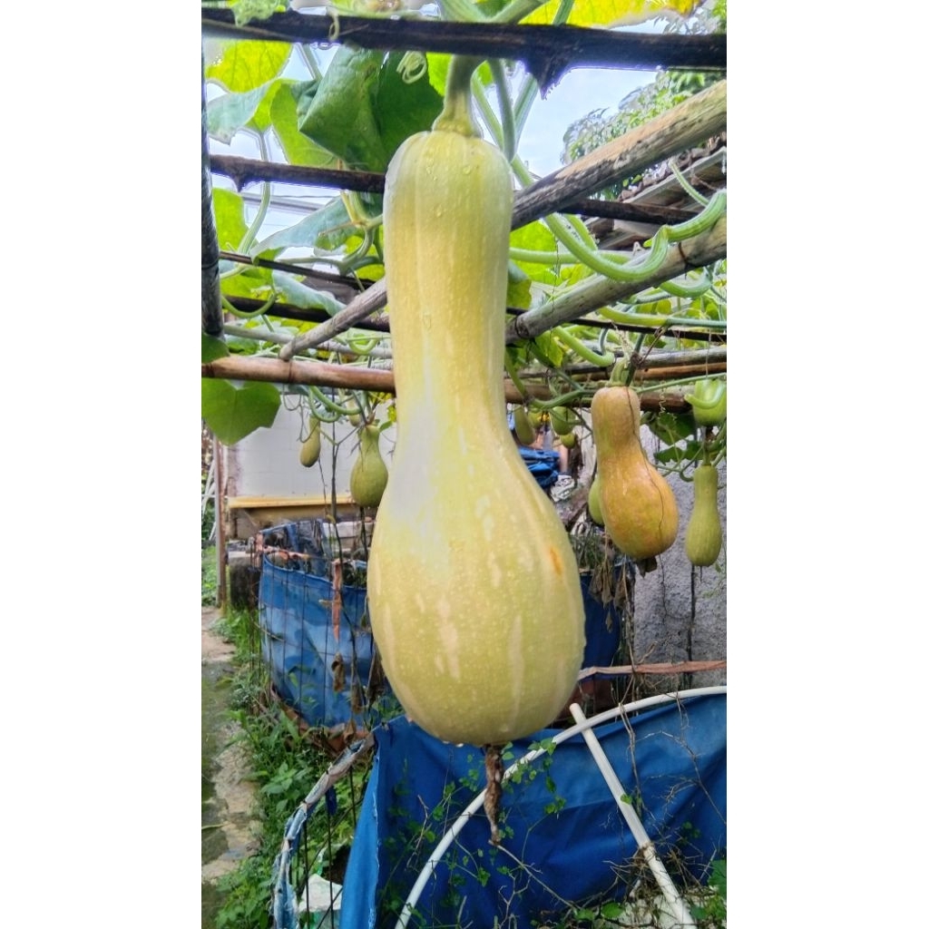 

labu madu Per buah kisaran 1200grm -1700grm(tergantung stok yg ada)