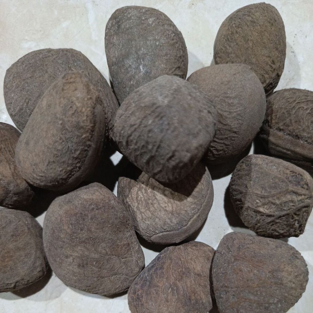 

Biji Kluwek / Kluwak / Kucing 500 Gram