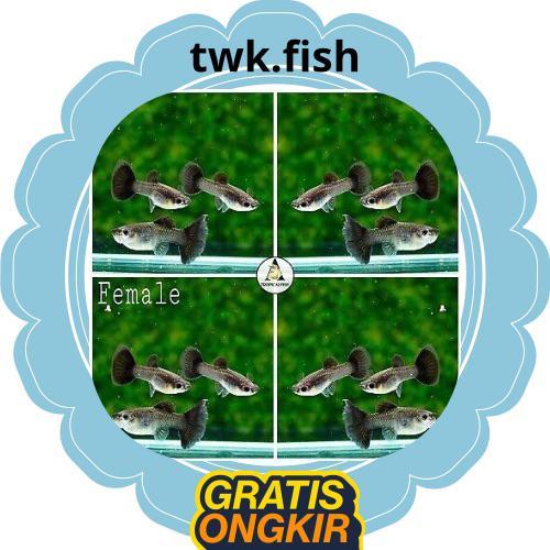 paket isi 10ekor guppy betina black moscow / GUPPY PEMBRSIH KACA AQUARIUM