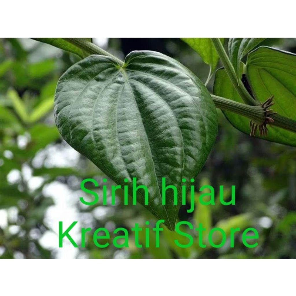 

DAUN SIRIH Hijau / Sirih Segar Herbal /Seureuh segar 50 lembar "kreatif store