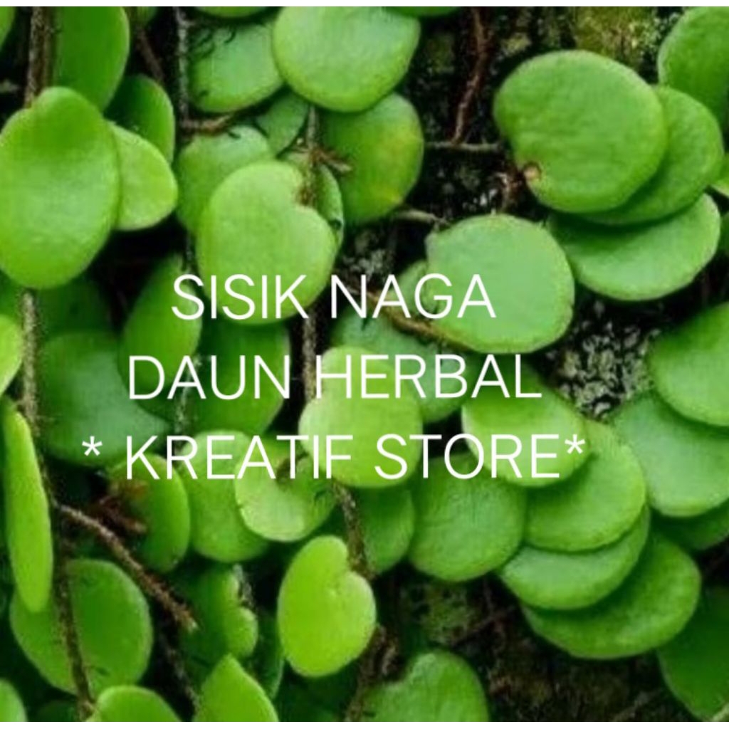 

Daun Sisik Naga / Daun Picisan Obat herbal / Segar Dan Herbal 100 gram" kreatif store