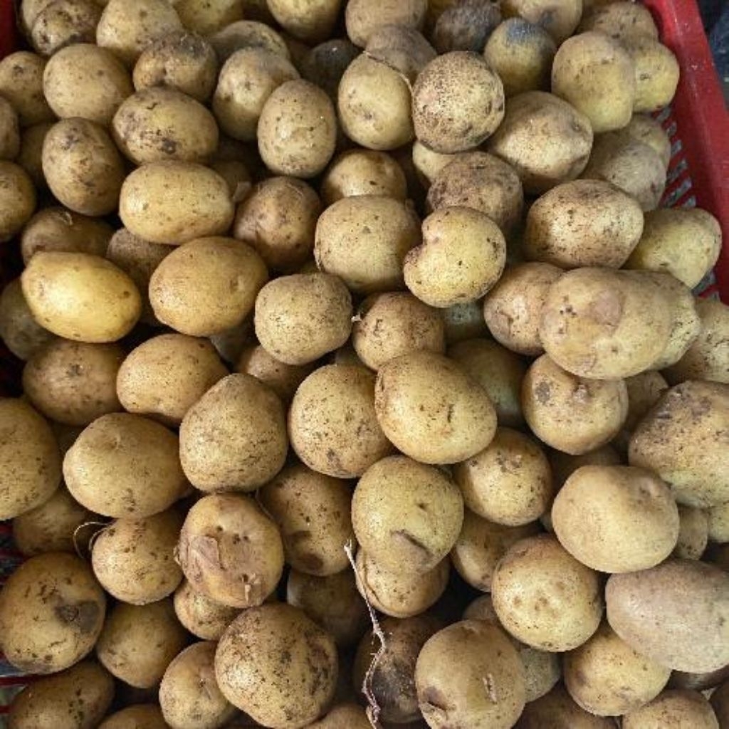 

kentang Granola baby,, Ares , langsung dari petani fresh