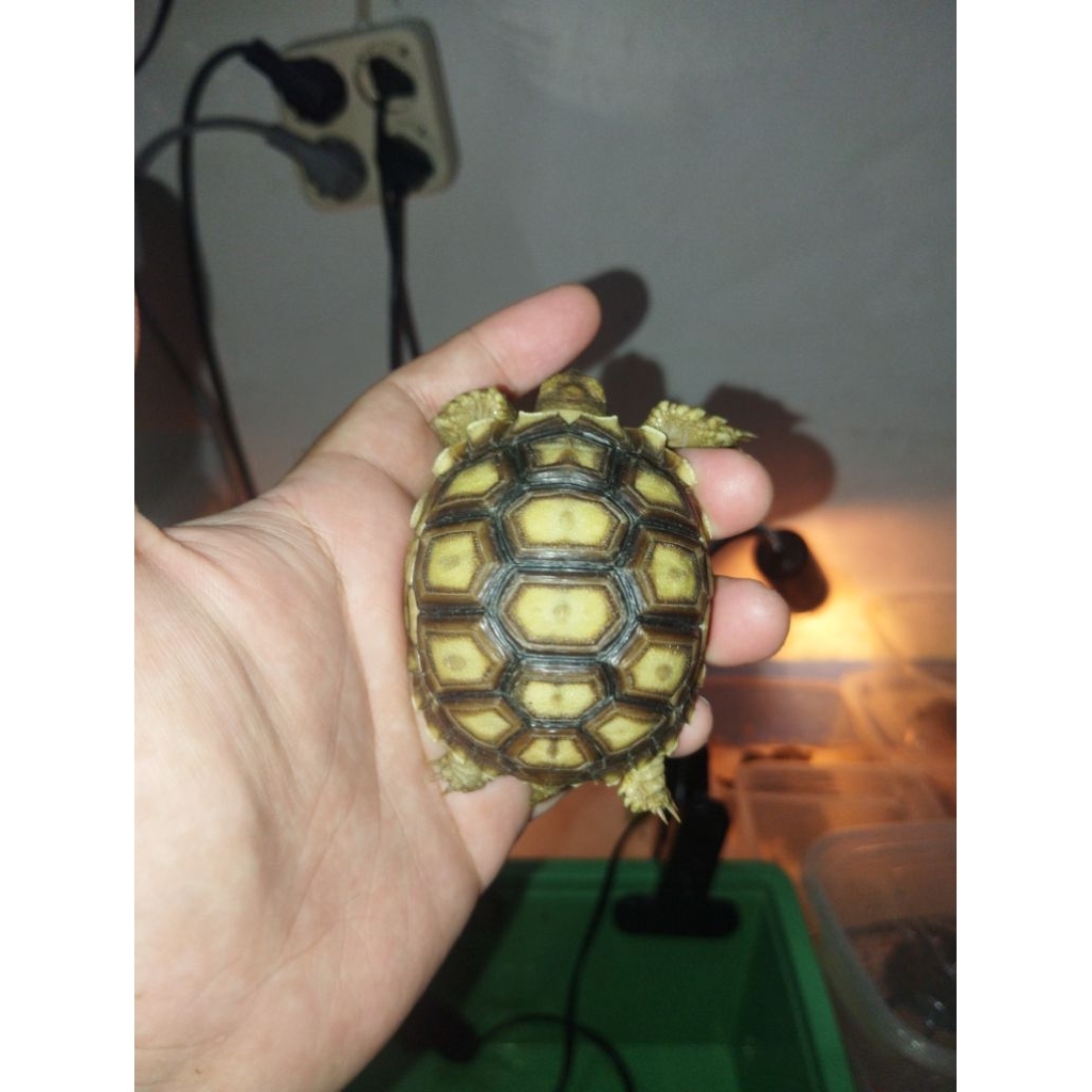 Kura Kura Darat Sulcata