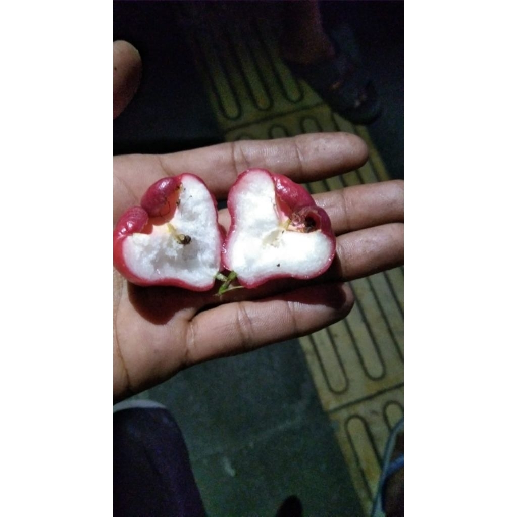 

jambu air/1kg