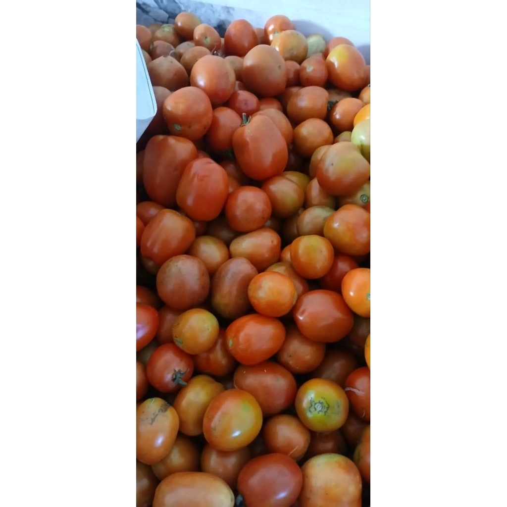 

TOMAT MURAH 250g 500g 1000g