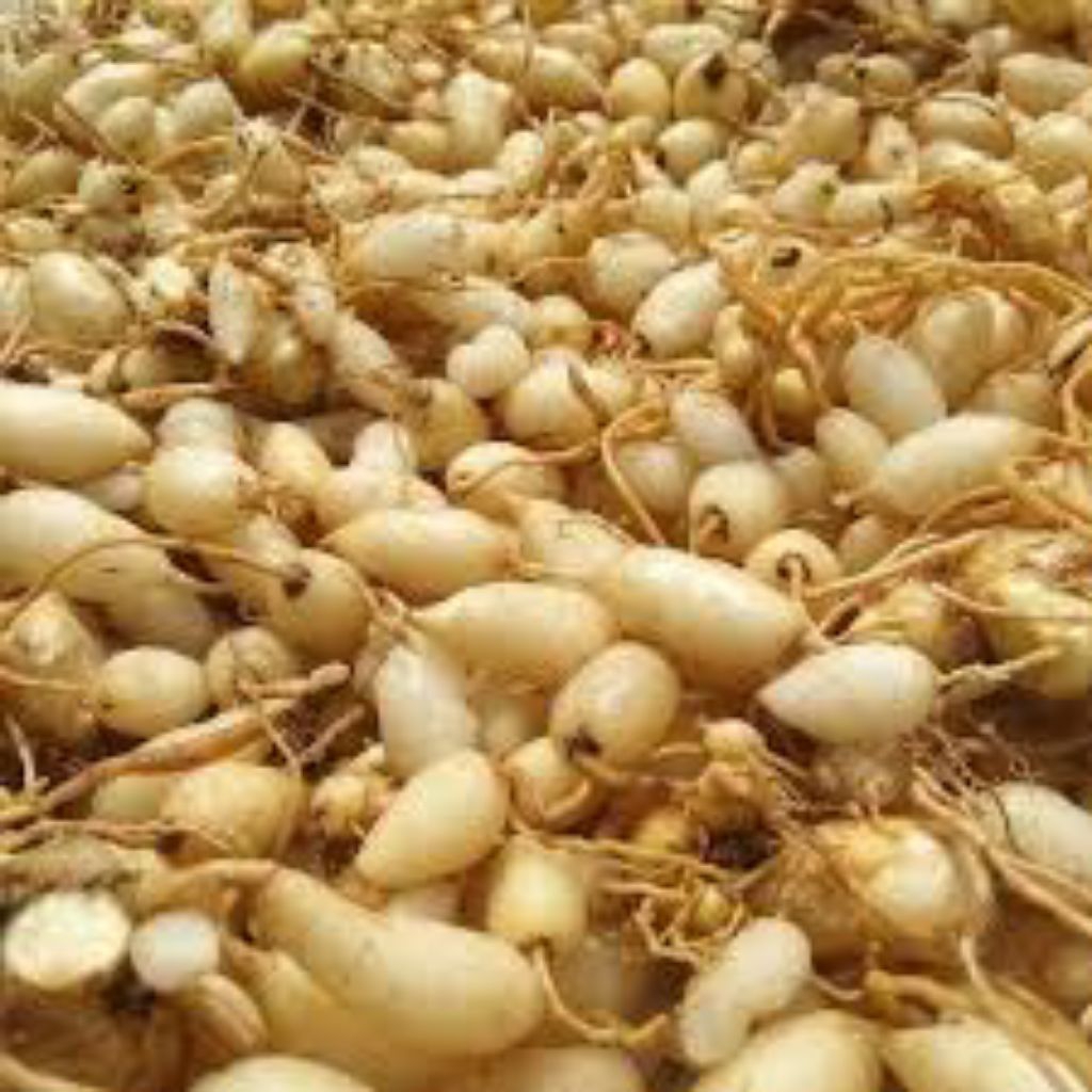 

kunyit putih segar 1kg