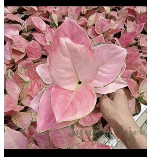 Aglaonema pink catrina