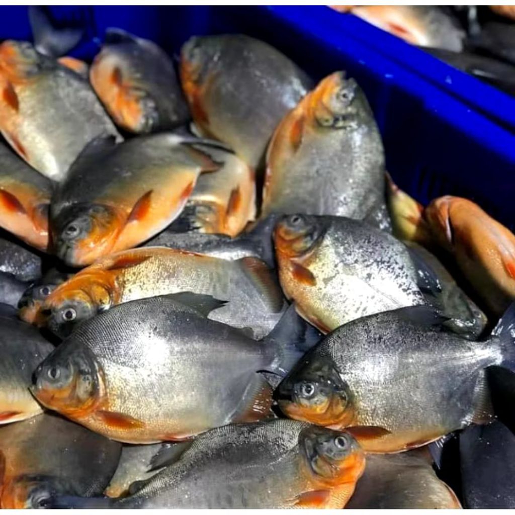 

ikan bawal segar tawar 1 kg fresh langsung dari nelayan