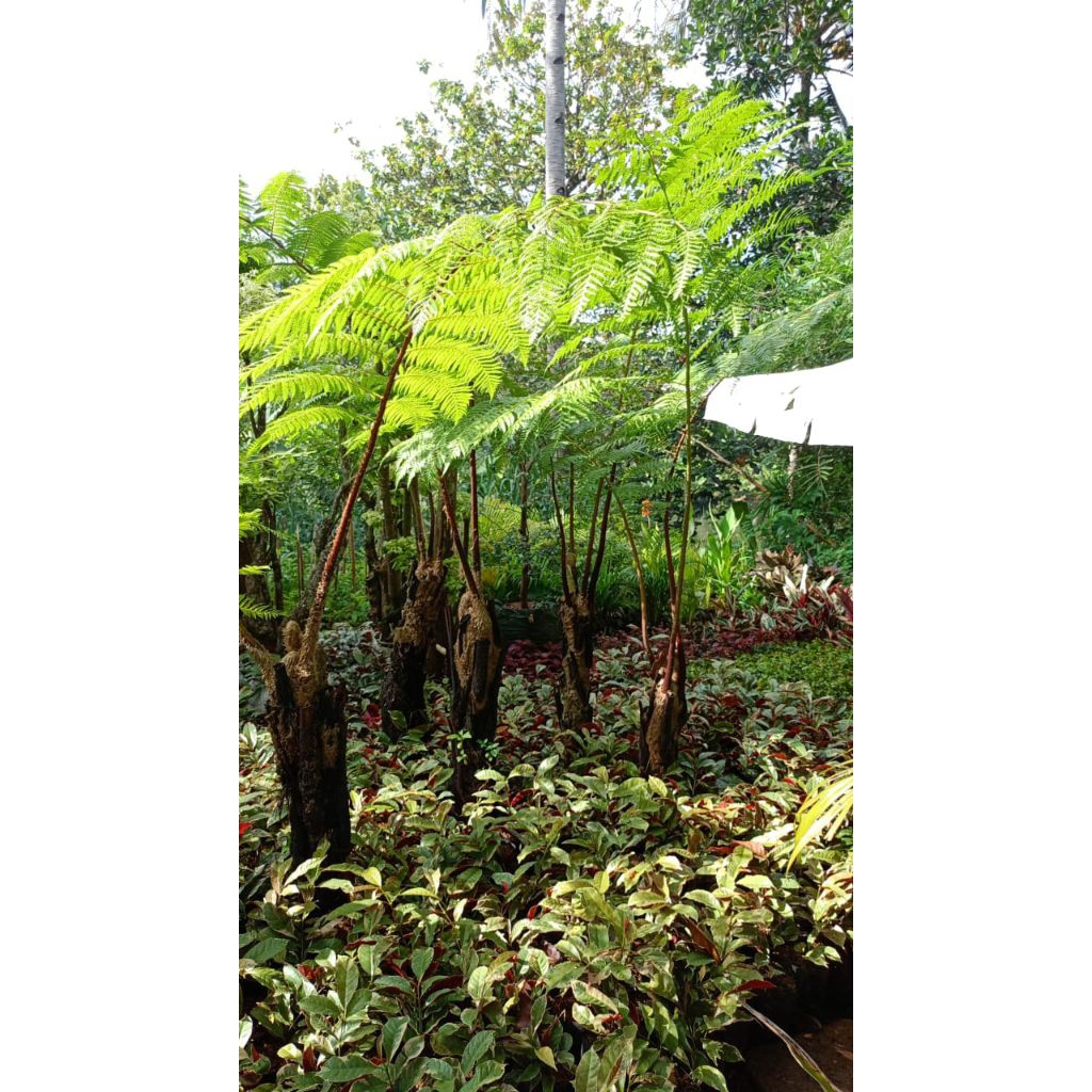 tanaman pakis ekor monyet / pakis monyet tinggi 1,5 mtr