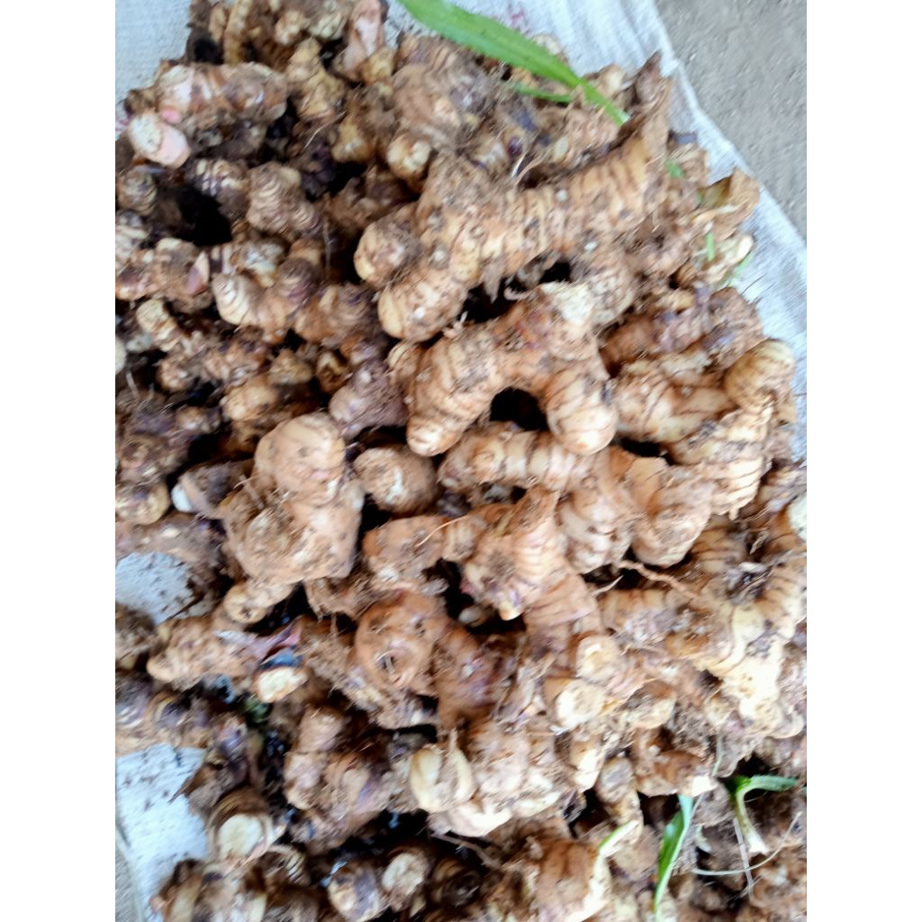 

langkuas.putih.per.1kg