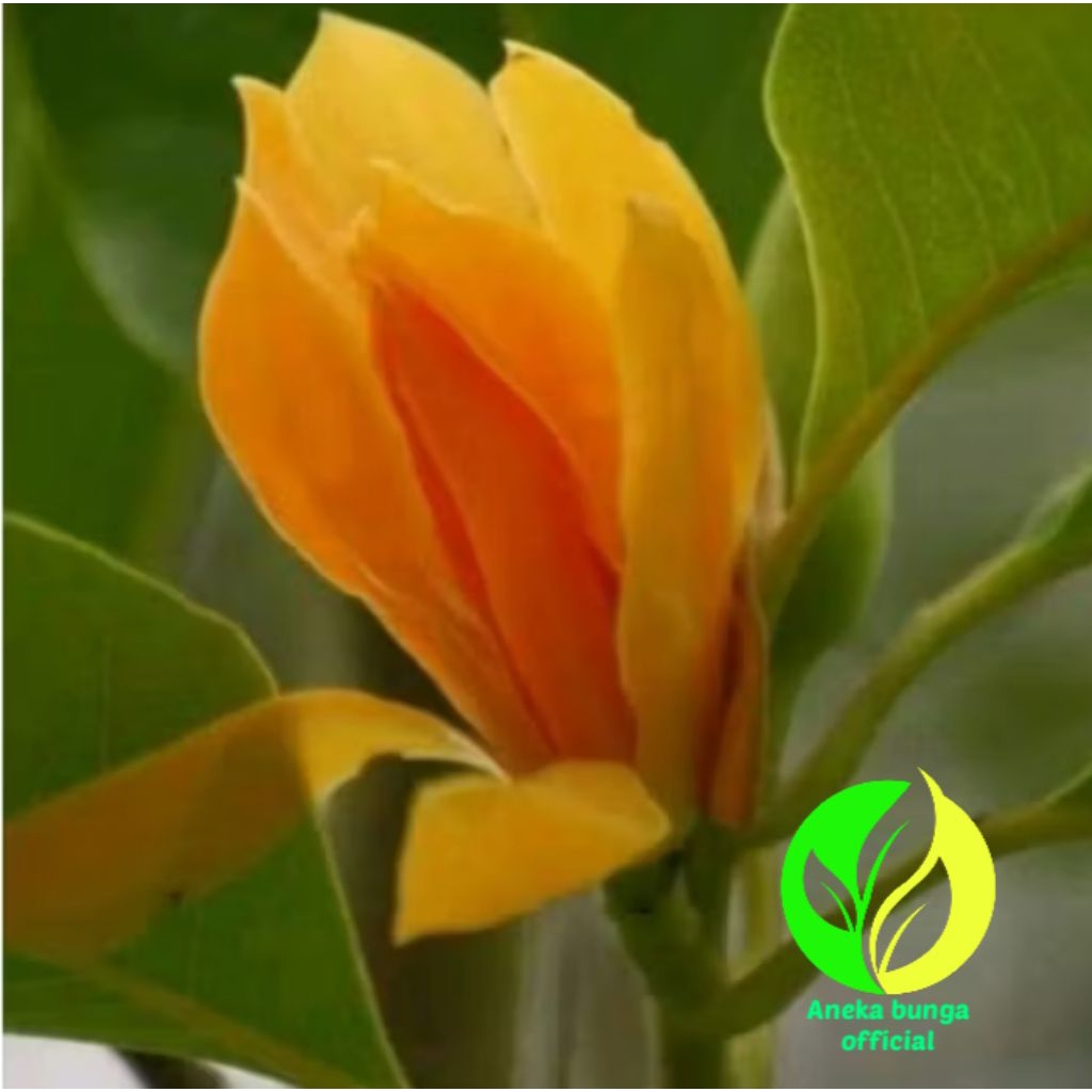 POHON BUNGA KANTIL KUNING / TANAMAN BUNGA KANTIL