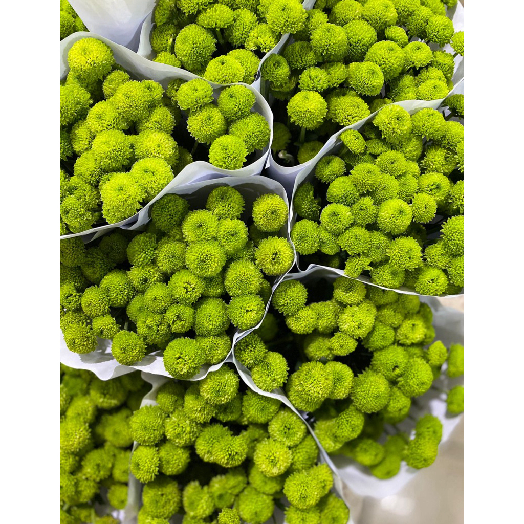 Bunga Aster Puma Hijau