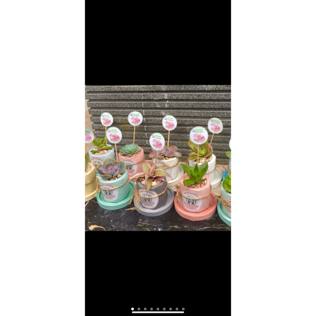 Kaktus Hias Mini + Pot & Tatakan | Tanaman Hias Meja Cantik