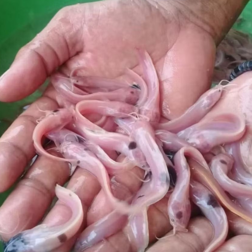 BIBIT IKAN LELE ALBINO BELANG SIZE +-8 CM AQUARIUM  [ISI 6 EKOR]