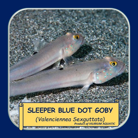 IKAN HIAS AIR LAUT - IKAN JABING PASIR / CHALK GOBY / SIXSPOT GOBY / SLEEPER BLUE DOT GOBY