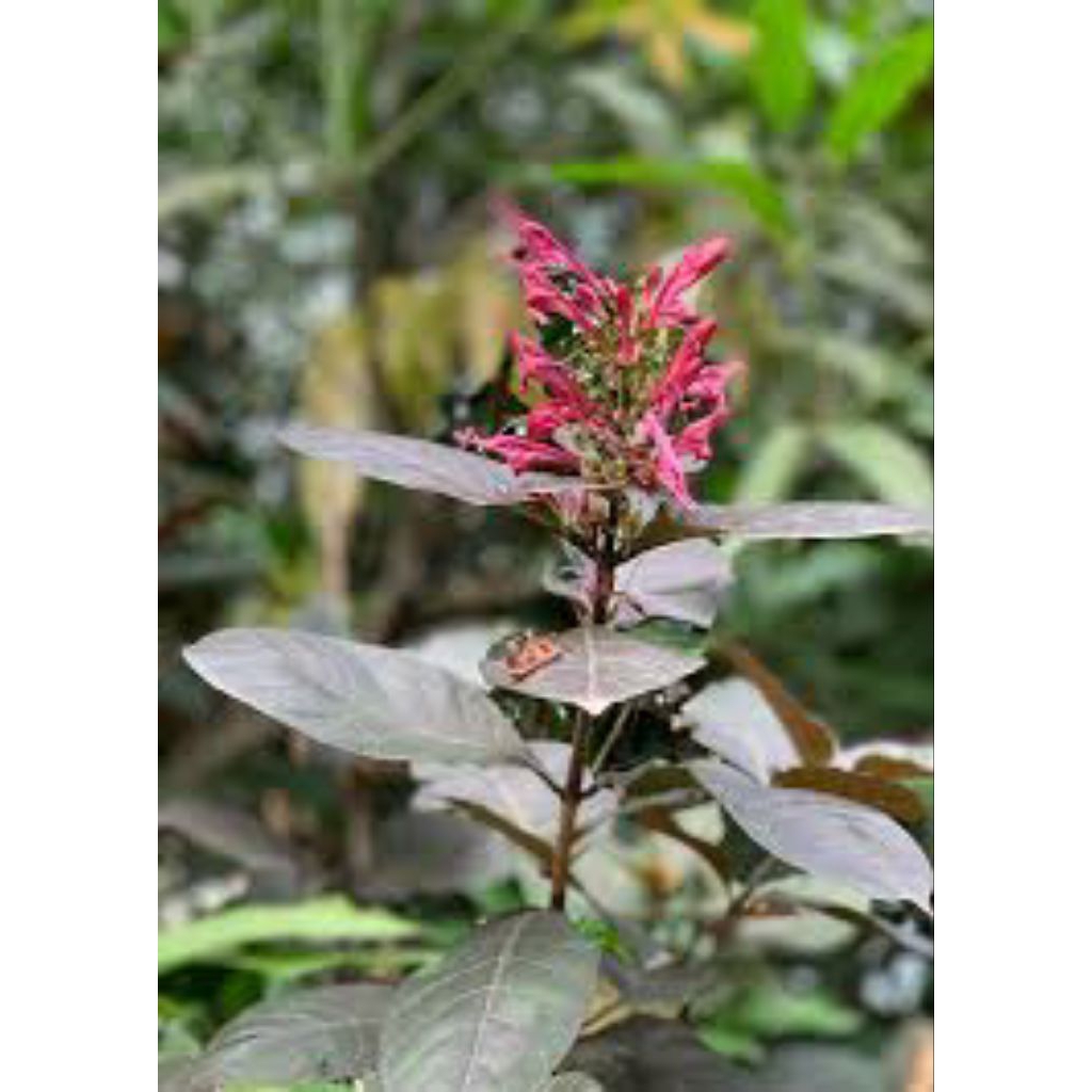 

daun ungu segar 20lmbar/samsul.herbal1