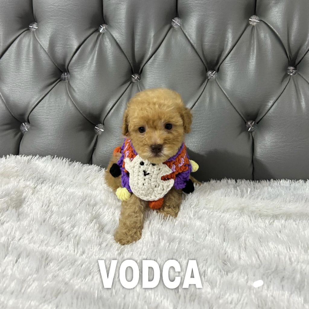 toy poodle jantan fawn toy poodle boneka