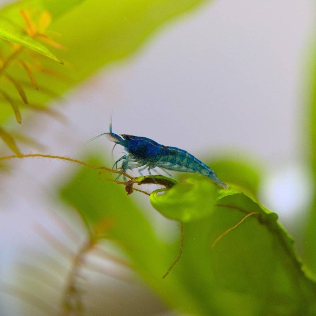 

UDANG HIAS BLUE DIAMOND