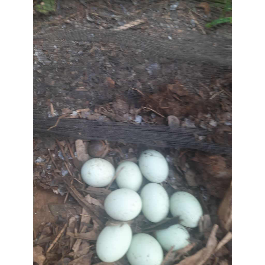 

Telur Bebek Fertil Super