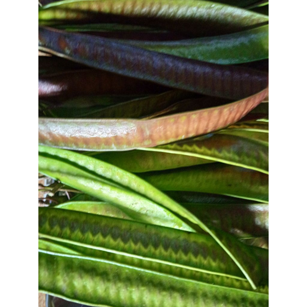 

pete cina tua segar per 500 grm