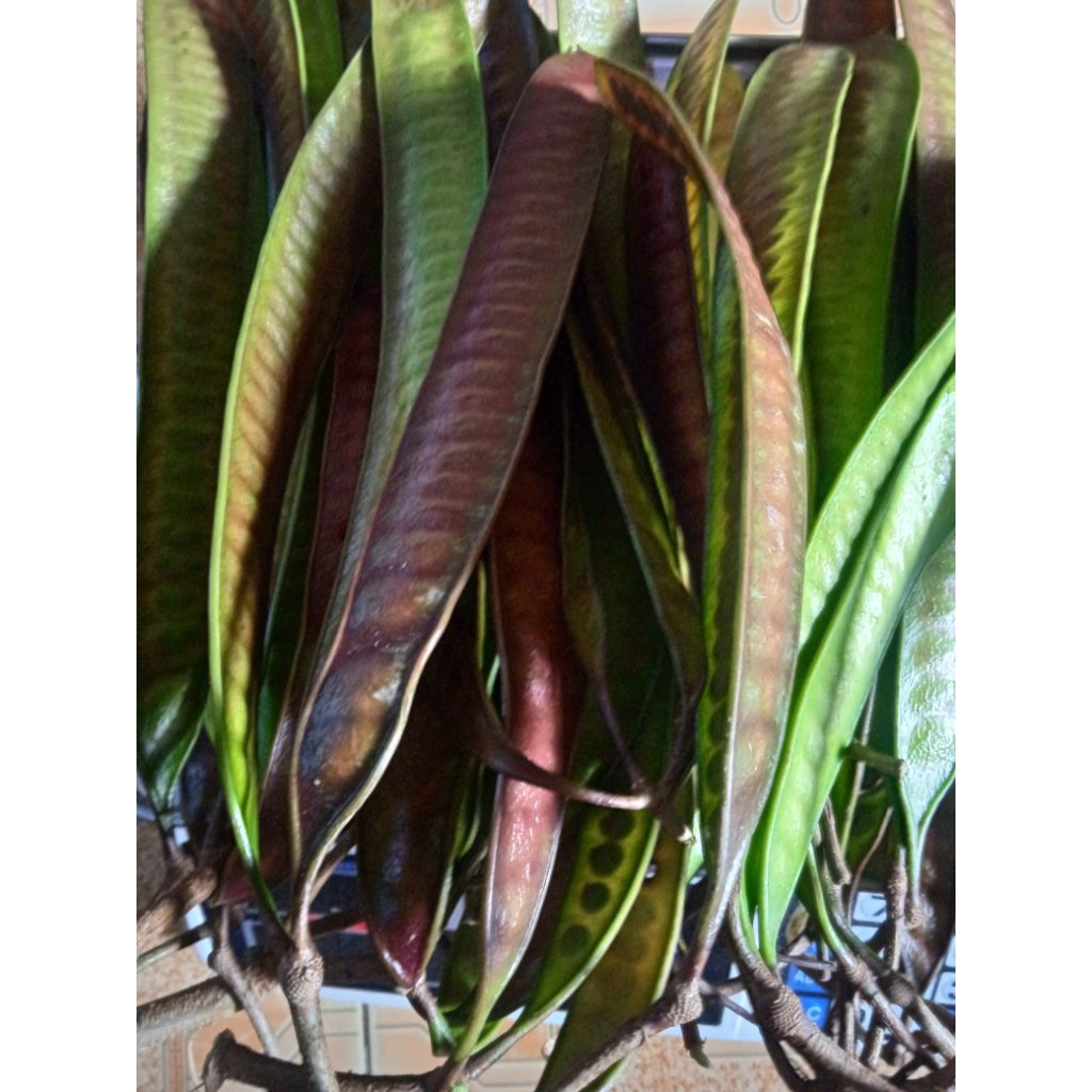 

pete cina tua segar atau malaning per 250 grm