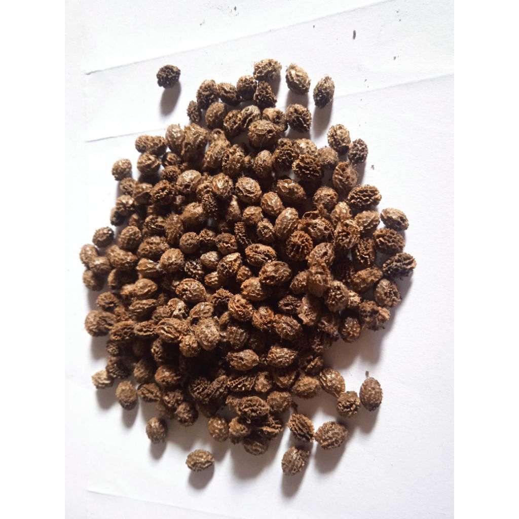 

biji pepaya kalipornia kering per 50 biji