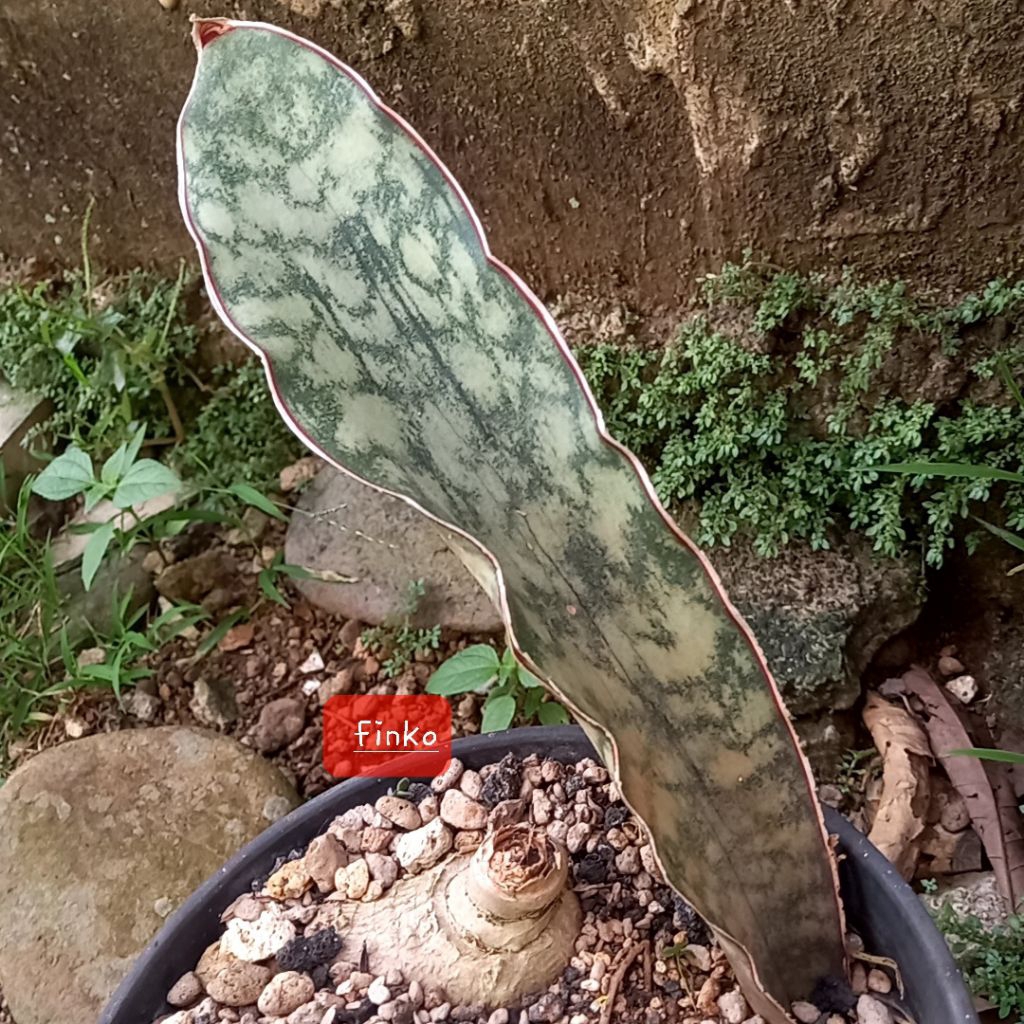 sansevieria sp. Balama silver, Mozambique