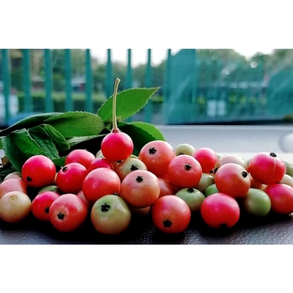 

Buah Ceri Kersen Segar Murah Per 100 gram