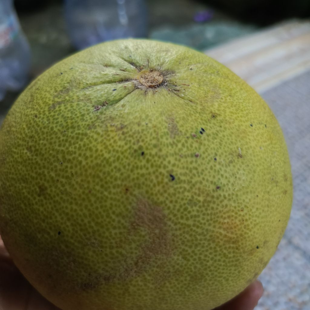 

(1Kg / Kiloan) Jeruk Bali Besar Fresh Dipetik Dadakan Jeruk Pamelo Madu Merah