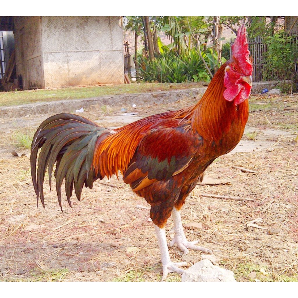 

telor ayam pelung fertil siap tetas