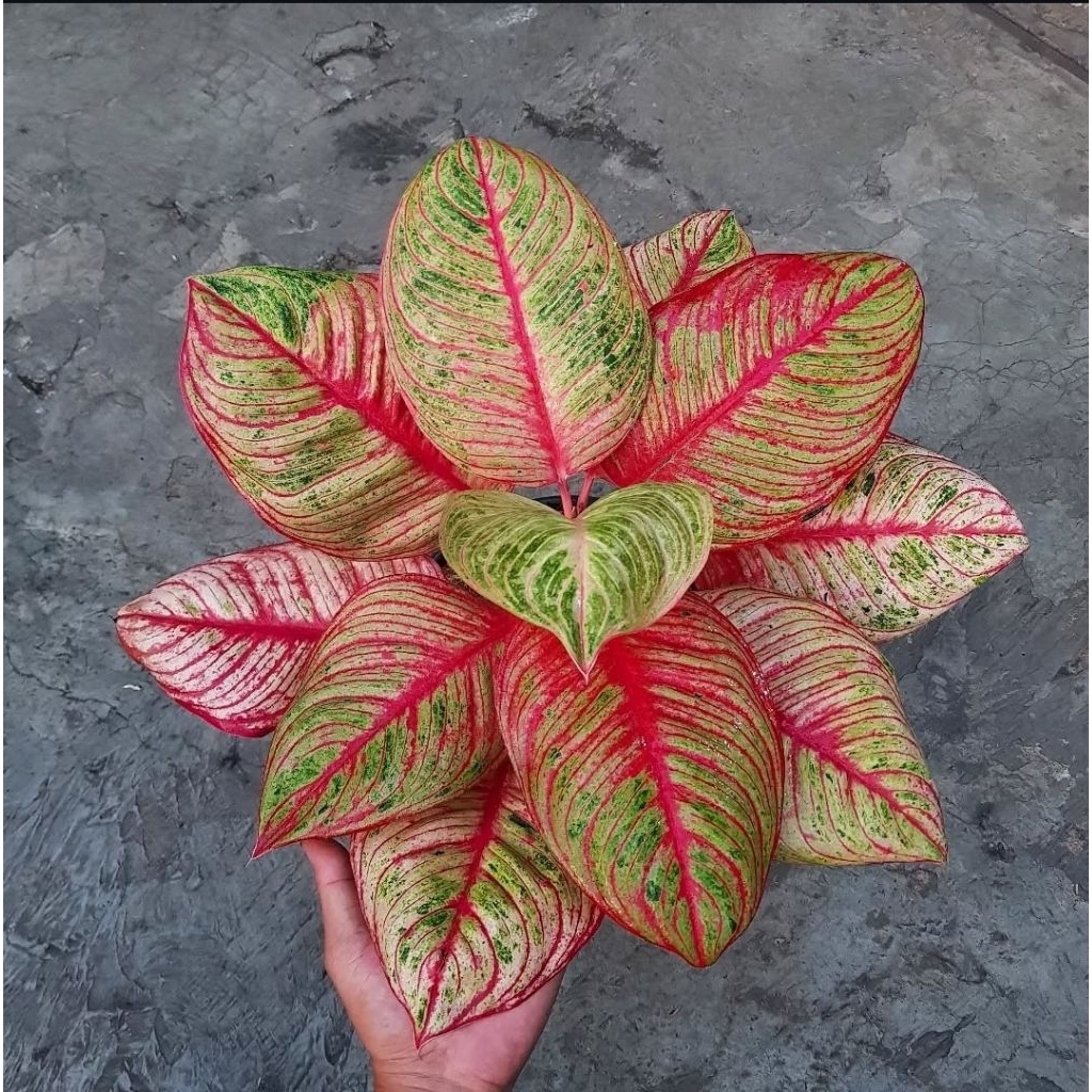Tanaman Hias Aglonema Dewi Hughes - aglonema murah cantik